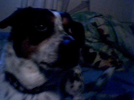 Dansk svensk gaardhund Lucky - Hvad kigger du på? billede 3