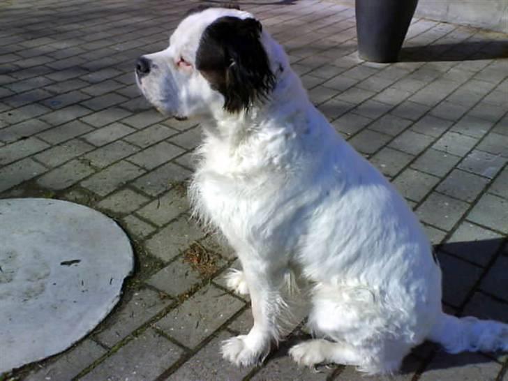 Blanding af racer Asja, R. I. P billede 4