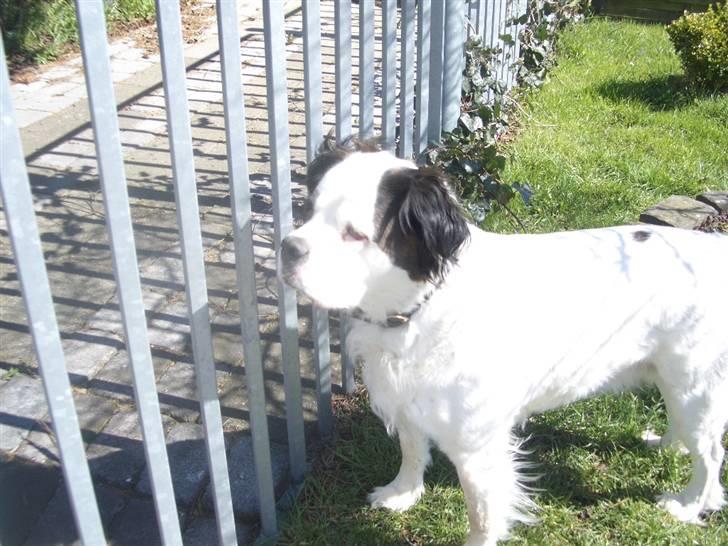 Blanding af racer Asja, R. I. P - Først den ene vej... billede 5