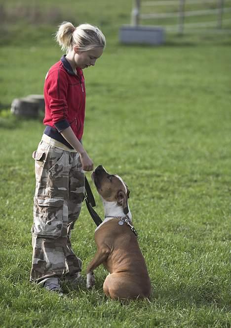 Amerikansk staffordshire terrier Caiser † 2/12 '08 - Uh, nogen der sagde kontakt øvelser :D billede 2