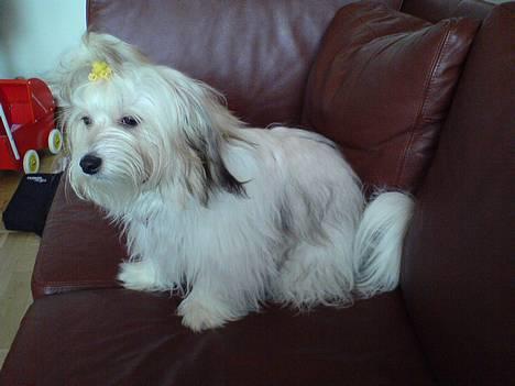 Coton de tulear Trille  billede 7