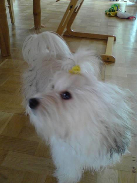 Coton de tulear Trille  billede 8