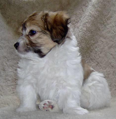 Coton de tulear Trille  - super model billede 9