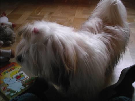 Coton de tulear Trille  - Trille bag sit pandehår billede 10