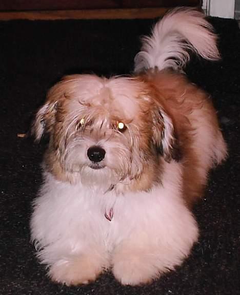 Coton de tulear Trille  - Venter på at komme ud billede 11