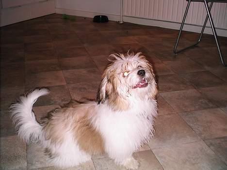 Coton de tulear Trille  - Trille... lidt våd af regn billede 12