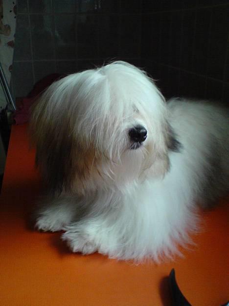 Coton de tulear Trille  billede 13