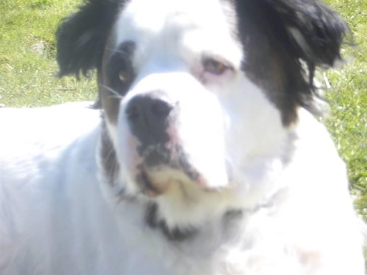 Blanding af racer Asja, R. I. P - ikke flere billeder vel...... billede 6