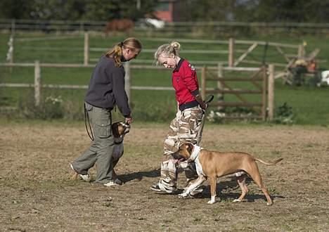 Amerikansk staffordshire terrier Caiser † 2/12 '08 billede 6