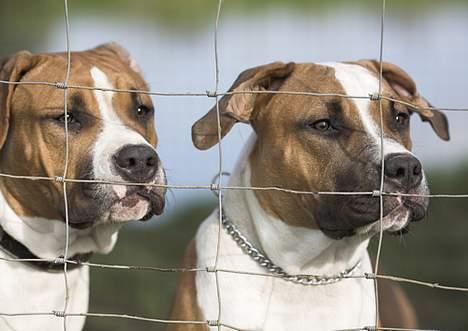 Amerikansk staffordshire terrier Caiser † 2/12 '08 - Tabu og Caiser følger med i træningen fra hunde gården af. billede 7