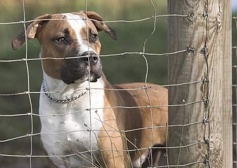 Amerikansk staffordshire terrier Caiser † 2/12 '08 billede 8