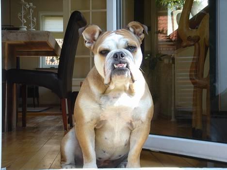 Engelsk bulldog Des billede 1