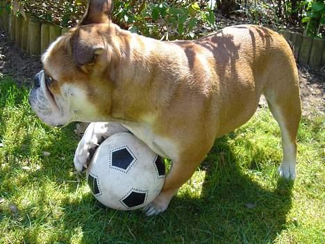 Engelsk bulldog Des billede 2