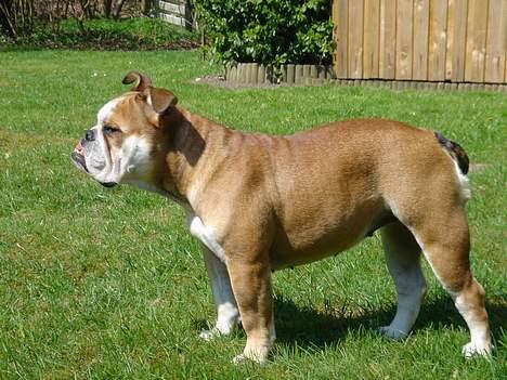 Engelsk bulldog Des billede 3