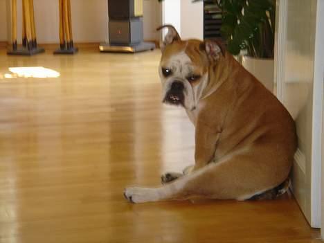 Engelsk bulldog Des billede 4