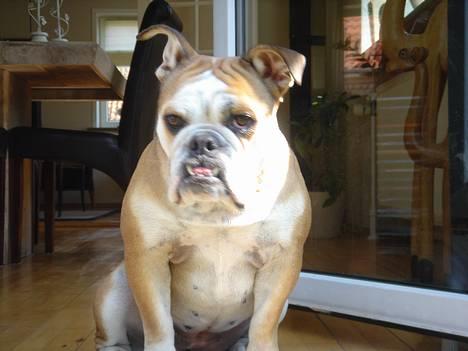 Engelsk bulldog Des billede 5