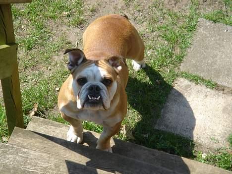 Engelsk bulldog Des billede 6