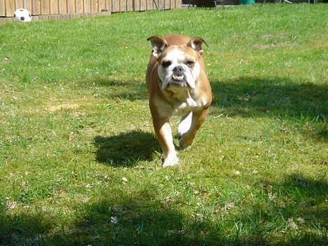 Engelsk bulldog Des billede 7