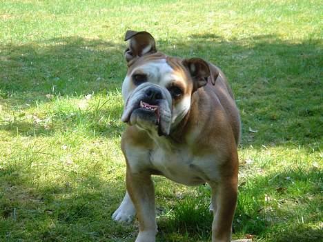 Engelsk bulldog Des billede 8