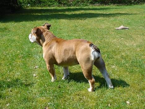 Engelsk bulldog Des billede 9