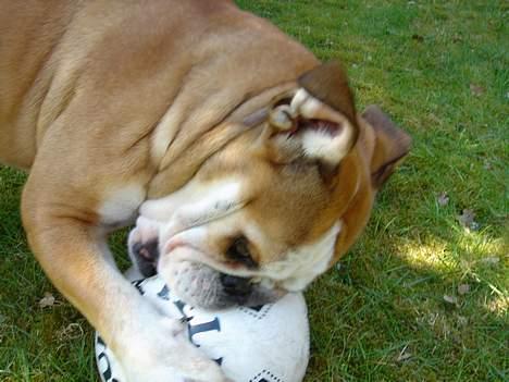 Engelsk bulldog Des billede 10