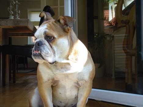 Engelsk bulldog Des billede 11