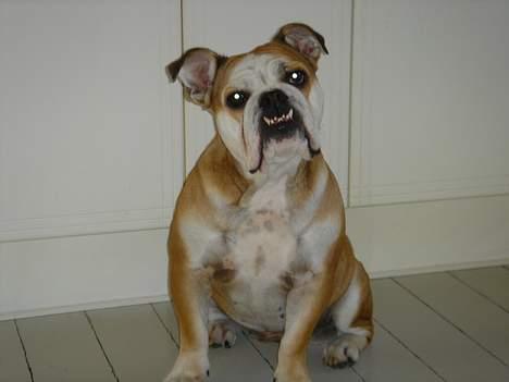 Engelsk bulldog Des billede 12