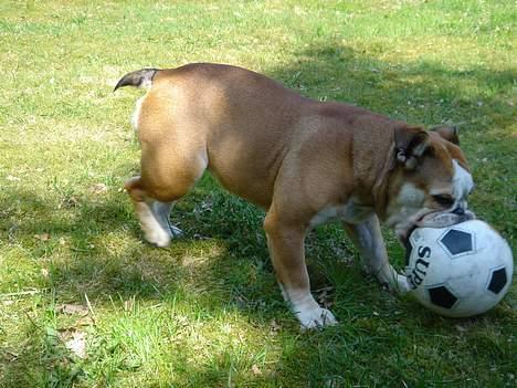 Engelsk bulldog Des billede 13