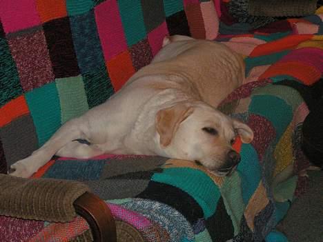 Labrador retriever Luna fra Lundemarken  - Gider ikk stå op i dag..... Ihvertfald ikk lige nu...ss billede 8