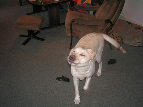 Labrador retriever Luna fra Lundemarken  - Altså mor slå blitzen fra..... Kan jo ikk se noget.... billede 9