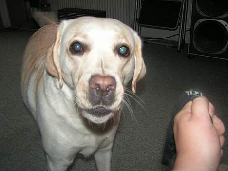 Labrador retriever Luna fra Lundemarken  - Hej hej... billede 10