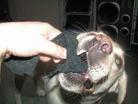 Labrador retriever Luna fra Lundemarken  - Giv mig så min sok... billede 11