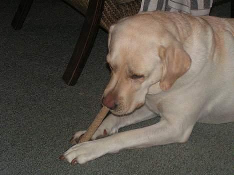 Labrador retriever Luna fra Lundemarken  - Dejligt med en godbid....ss billede 12