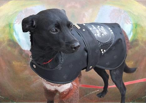 Xoloitzcuintle Mia - Hedehusets Kahlua - Se hvor smuk mit nye tøj er, islandands sweater i baby mohair, og Friis og Company jakke;)med må krystaller .. diamonds are a girls best friend. osse swarowsky billede 1