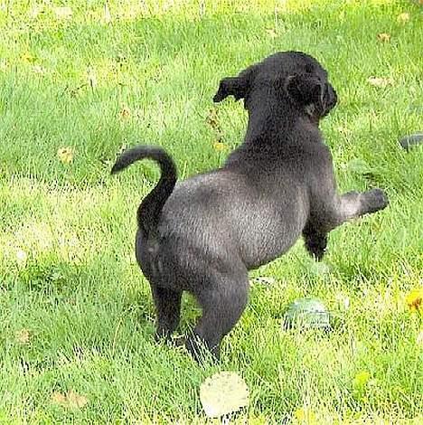 Xoloitzcuintle Mia - Hedehusets Kahlua billede 2