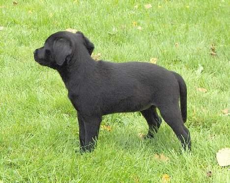 Xoloitzcuintle Mia - Hedehusets Kahlua billede 3