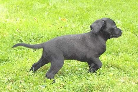 Xoloitzcuintle Mia - Hedehusets Kahlua billede 4