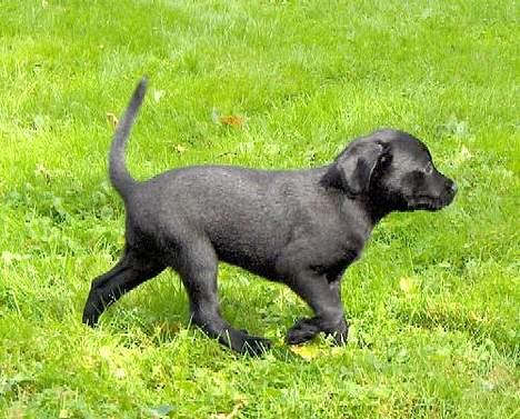 Xoloitzcuintle Mia - Hedehusets Kahlua billede 5