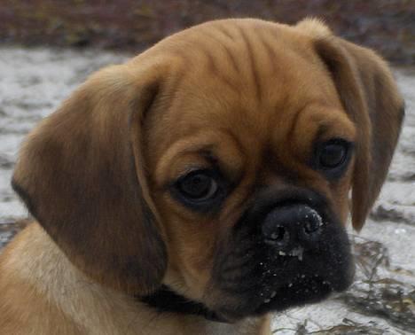 Blanding af racer Bertha (Mops/Cavalier) - Ude på stranden billede 1