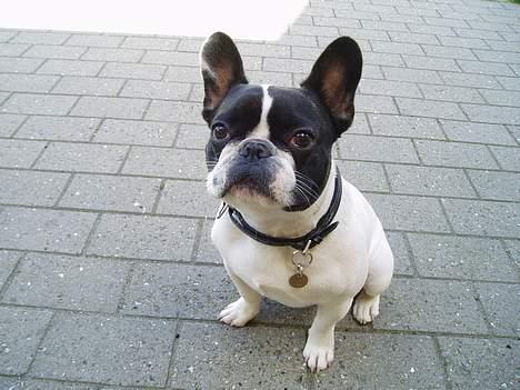 Fransk bulldog Grisepjok - Hvad har du der??? billede 11