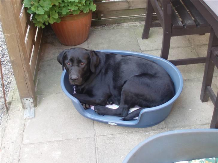 Labrador retriever Donna - Donna ligger lige og soler sig...(: billede 1