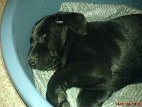 Labrador retriever Donna - Donna tager sig lige en lille lur.. ;) billede 2