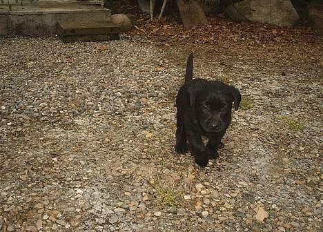 Labrador retriever Donna - Dette billiede er taget af Overgaard kennel, da Donna kun var 5 uger gammel.. :) Sød ikk? billede 3