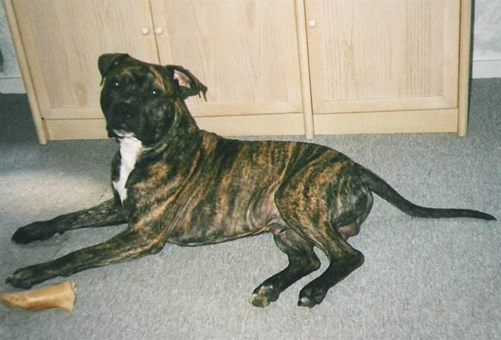 Amerikansk staffordshire terrier *Bossy* - 1. Bossy billede 1