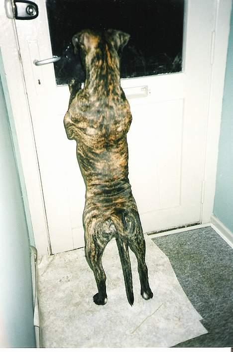 Amerikansk staffordshire terrier *Bossy* - 2. Bossy kigger ud i vintermørket billede 2