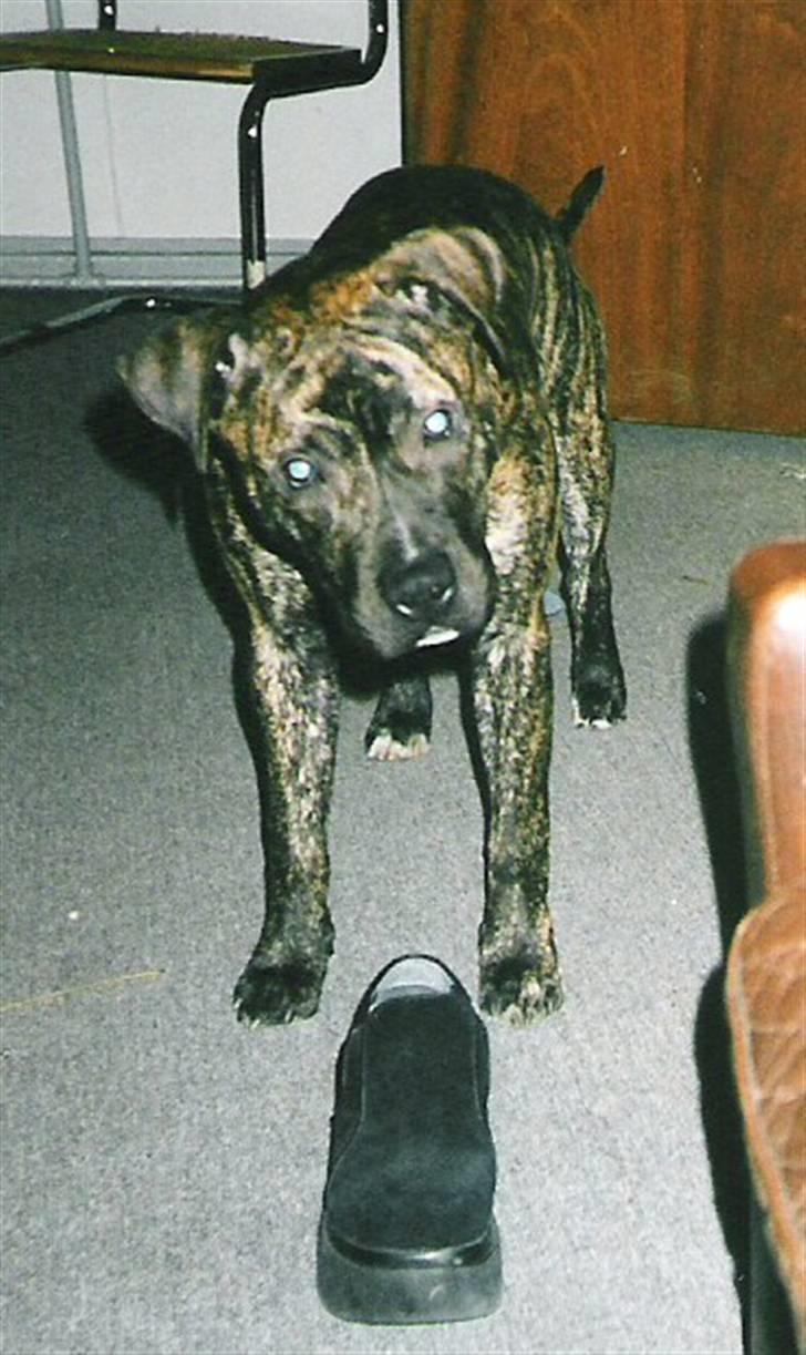 Amerikansk staffordshire terrier *Bossy* - 3. "Må jeg ikke tage din sko, mor?" billede 3