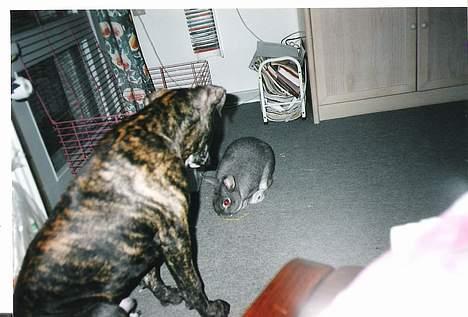 Amerikansk staffordshire terrier *Bossy* - 4. Bossy og hans ven Mogens billede 4