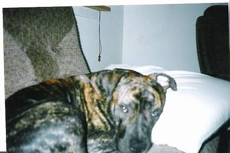 Amerikansk staffordshire terrier *Bossy* - 5. Bossy putter billede 5