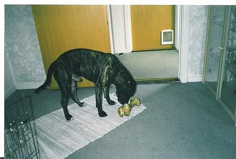 Amerikansk staffordshire terrier *Bossy* - 6. Bossy med sit nye store kødben billede 6