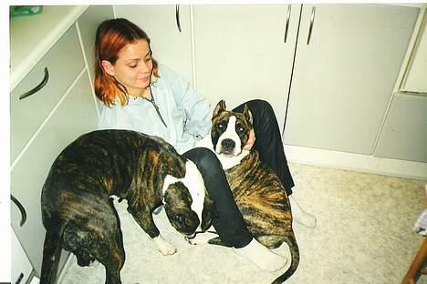 Amerikansk staffordshire terrier *Bossy* - 7. Bossy´s mor Putte og far Storm og deres "mor" Sanne billede 7